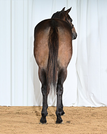 WillowRear_6782