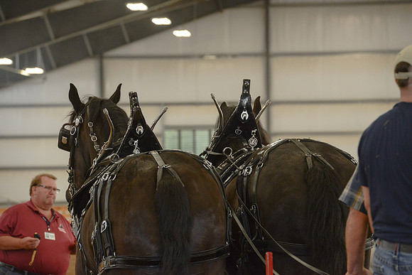 Draft Horse Feed Scurry Race-22