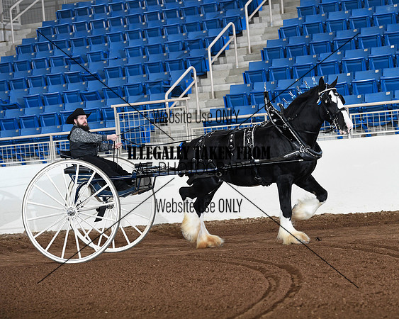 Shires_3574