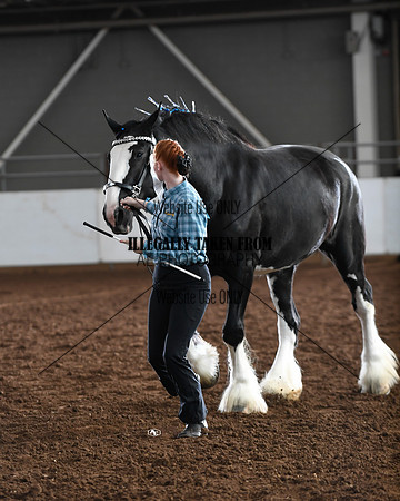 shires_5687