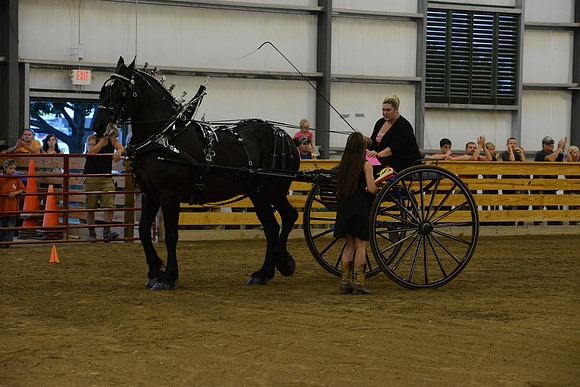Ladies Cart_Percheron-25
