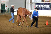 29. Yearling Geldings