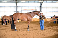 35. Performance Geldings