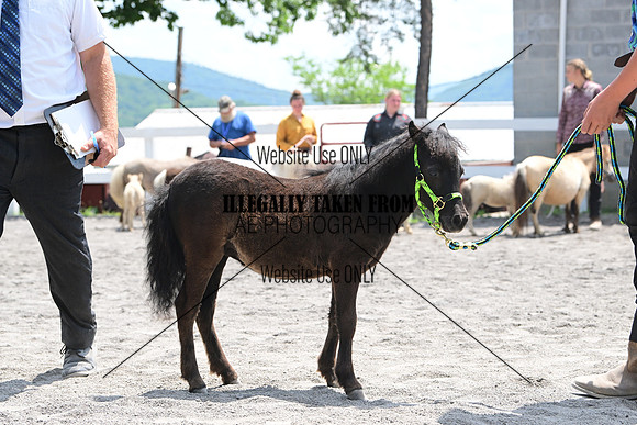 AJB_0437
