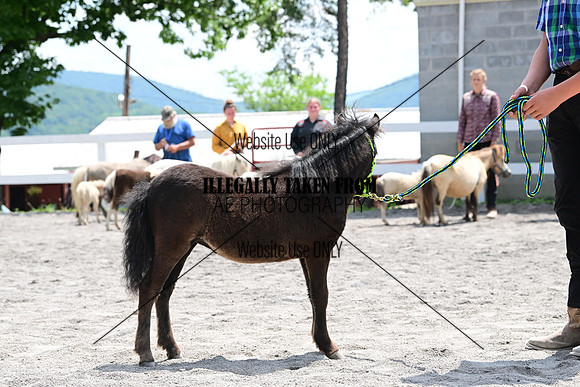AJB_0438