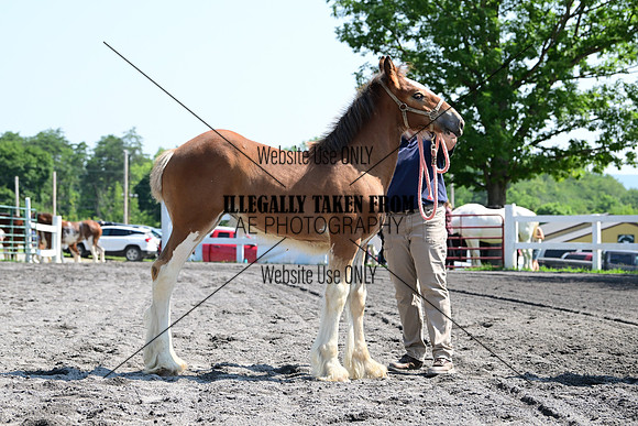 AJB_0096