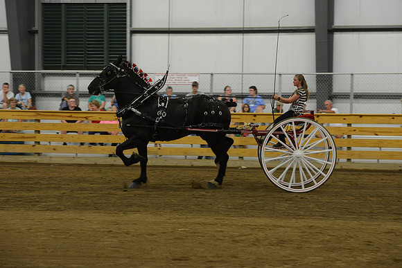 Ladies Cart_Percheron-27
