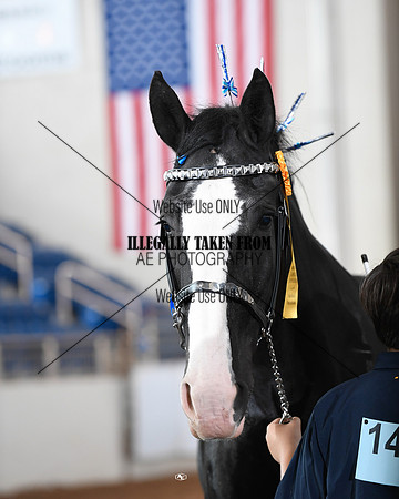 shires_5725