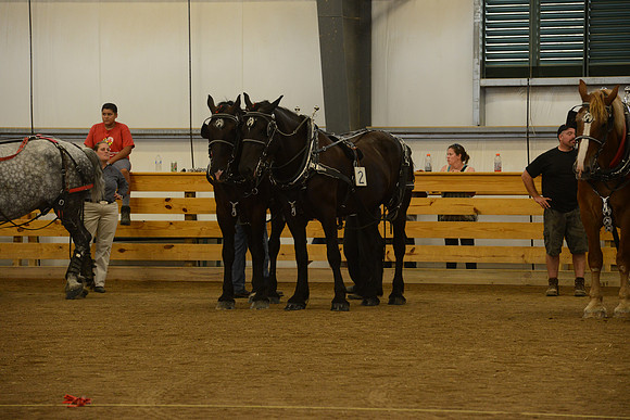 Farm Team-33