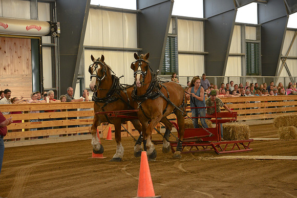 Draft Horse Feed Scurry Race-2