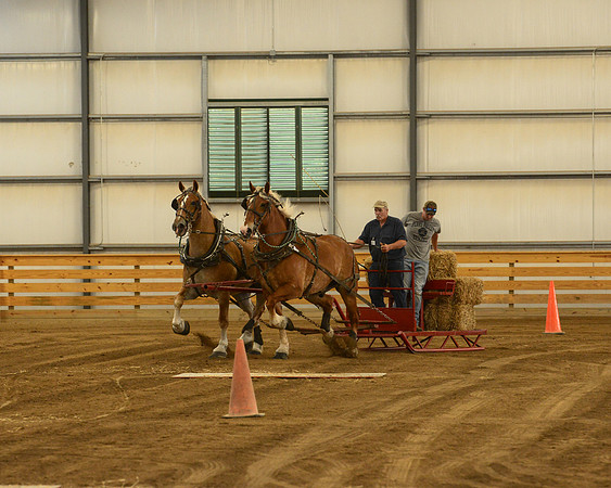 Draft Horse Feed Scurry Race-6