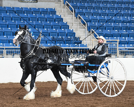 Shires_3584
