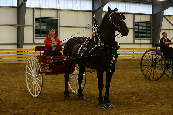 Ladies Cart_Percheron-18