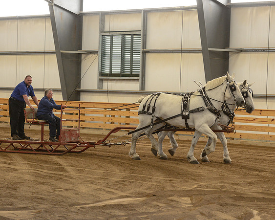 Draft Horse Feed Scurry Race-23