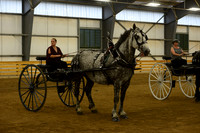 Ladies Cart_Percheron-17