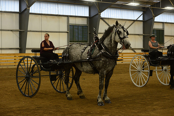 Ladies Cart_Percheron-17