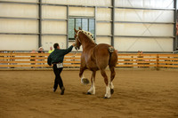 Halter-19