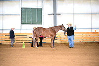 32.Two Year Old Geldings