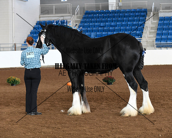 shires_5697