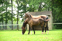 AJB_4776