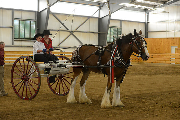 Men’s Cart_Clydesdales-9