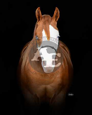 Fancee_PSU2_4187_head