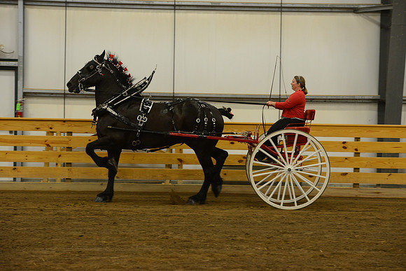 Ladies Cart_Percheron-4
