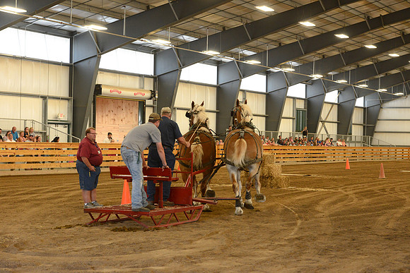 Draft Horse Feed Scurry Race-4