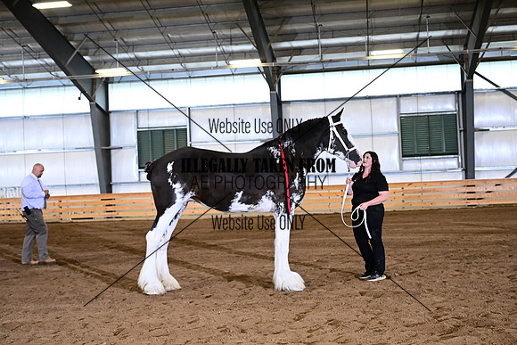 AJB_4249