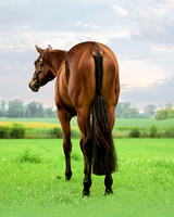 j.sheesely_9963-hindview