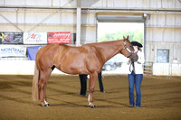 17. 3 Yr old mares