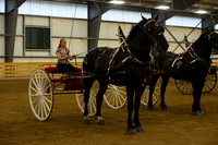 Ladies Cart_Percheron-19