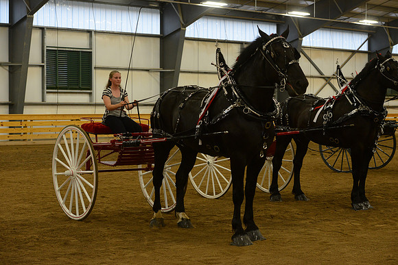 Ladies Cart_Percheron-19