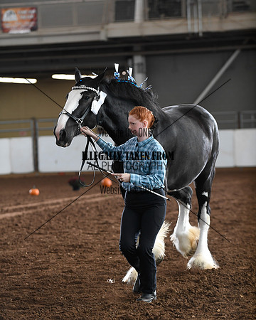 shires_5688
