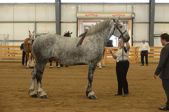 Halter-27