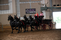 Percheron 4- Horse Hitch -Mare