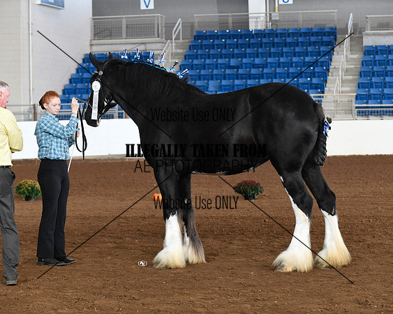shires_5695