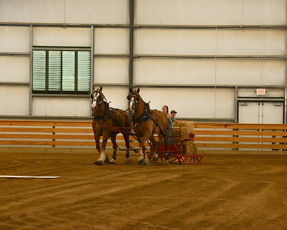 Draft Horse Feed Scurry Race-1