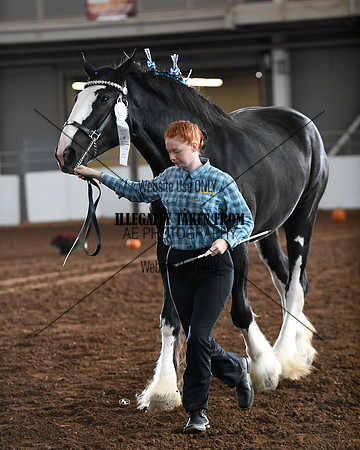 shires_5689
