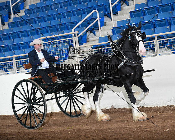 Shires_3568
