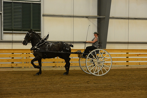 Ladies Cart_Percheron-1