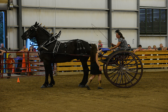 Ladies Cart_Percheron-32