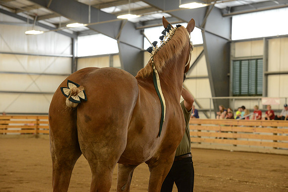 Halter-24