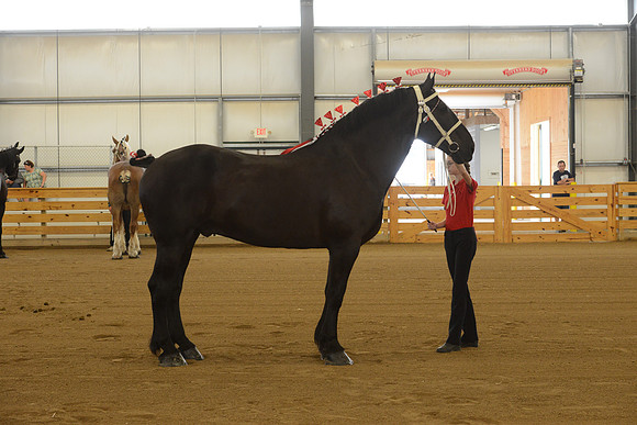 Sr. Youth Showmanship-5