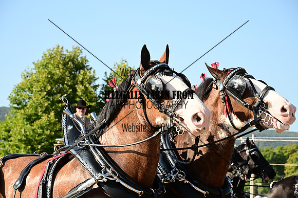 AJB_7905