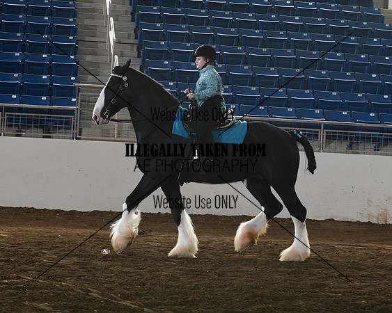 shires_6437