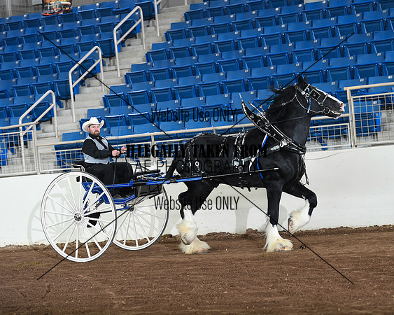 Shires_3563
