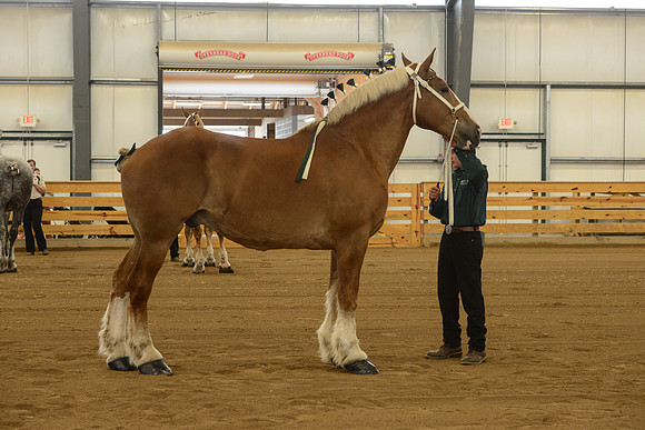 Halter-21