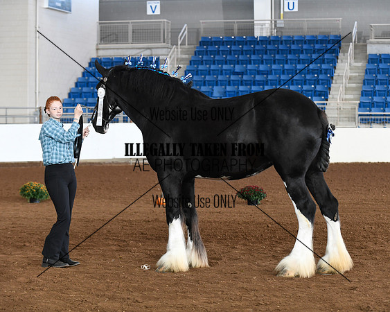 shires_5696