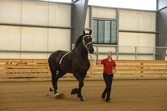 Halter-13